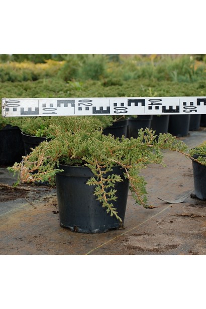 Ялівець Принц Уельський в горщику 3 л, діаметр 40-50 см